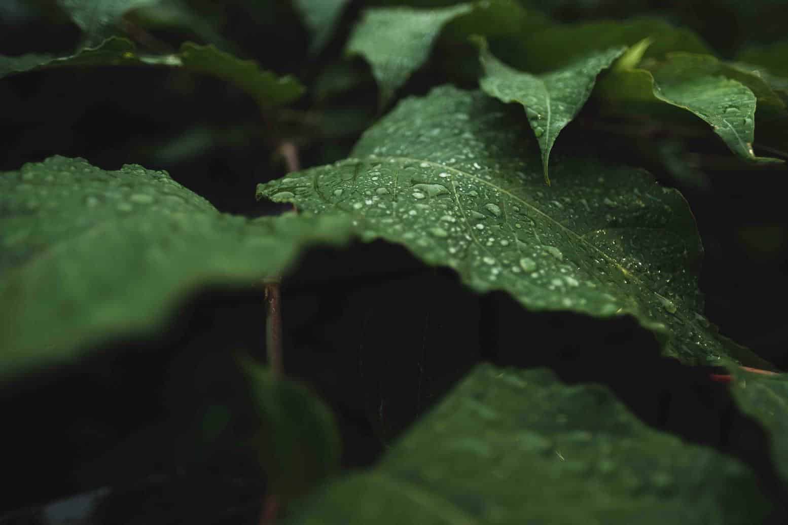 Plant Image