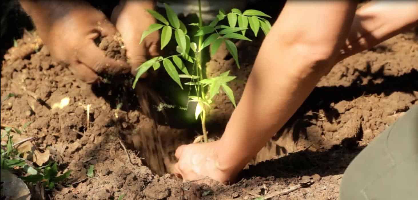 Plant Image